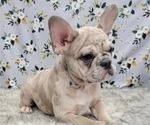 Small Photo #17 French Bulldog Puppy For Sale in BLAKESBURG, IA, USA