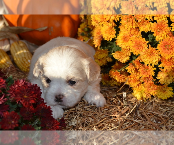 Medium Photo #2 Mal-Shi Puppy For Sale in GREENWOOD, WI, USA