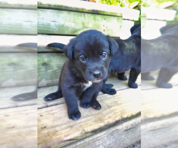 Medium Photo #2 Shepweiller Puppy For Sale in Raleigh, NC, USA