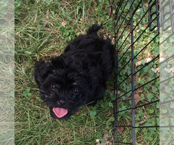 Medium Photo #2 Maltese-Shih-Poo Mix Puppy For Sale in ARLINGTON, VA, USA