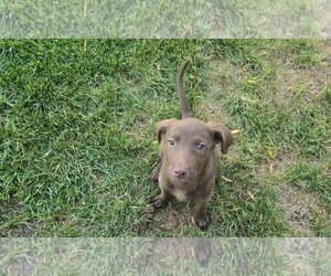 Labrador Retriever-Unknown Mix Dogs for adoption in MIDWAY, UT, USA