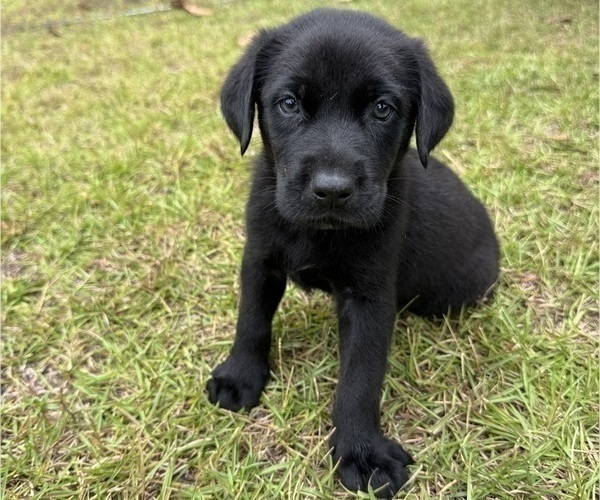 Medium Photo #1 Shepradors Puppy For Sale in LEXINGTON, SC, USA