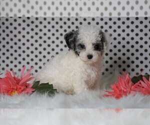 Poodle (Miniature) Puppy for sale in FREDERICKSBG, OH, USA