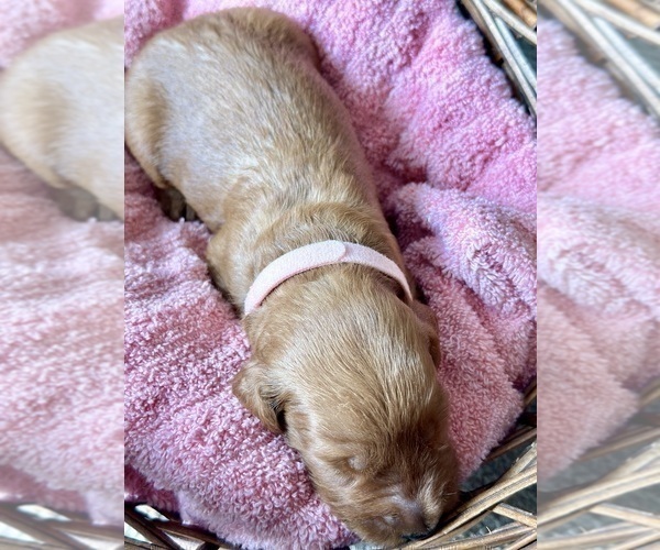 Medium Photo #11 Goldendoodle Puppy For Sale in ABILENE, TX, USA