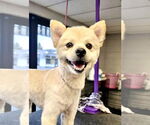 Small #1 Pomeranian Mix