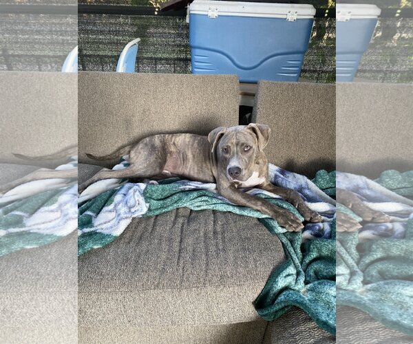 Medium Photo #10 Staffordshire Bull Terrier-Unknown Mix Puppy For Sale in Spring, TX, USA