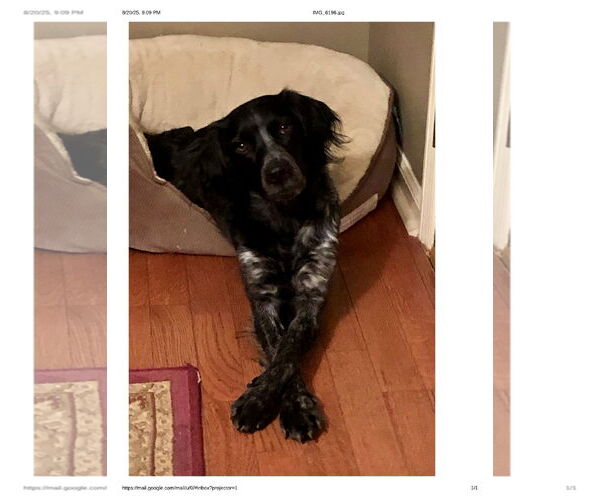 Medium Photo #2 - Mix Puppy For Sale in Curwensville, PA, USA