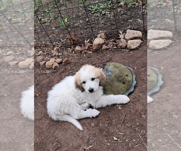 Medium Photo #4 Great Pyrenees Puppy For Sale in BANCROFT, WI, USA