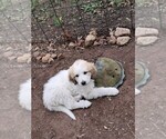 Small #3 Great Pyrenees
