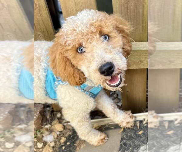 Medium Photo #1 Poodle (Miniature) Puppy For Sale in Lee's Summit, MO, USA