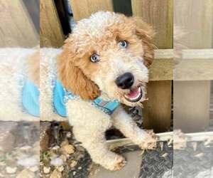 Poodle (Miniature) Dogs for adoption in Lee's Summit, MO, USA