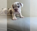 Small #4 English Bulldog