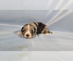Small Photo #20 Bernedoodle (Miniature) Puppy For Sale in BLACK FOREST, CO, USA