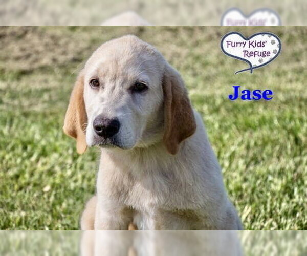 Medium Photo #1 Labrenees Puppy For Sale in Lee's Summit, MO, USA