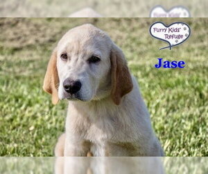 Labrenees Dogs for adoption in Lee's Summit, MO, USA
