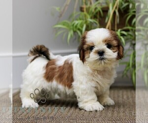 Shih Tzu Puppy for sale in MORGANTOWN, PA, USA