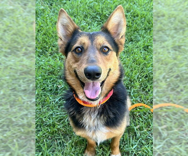 Medium Photo #1 German Shepherd Dog-Unknown Mix Puppy For Sale in Sacramento, CA, USA