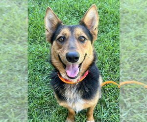German Shepherd Dog-Unknown Mix Dogs for adoption in Sacramento, CA, USA