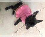 Small Photo #16 French Bulldog Puppy For Sale in KENDALL, FL, USA