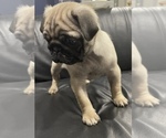 Small Photo #5 Pug Puppy For Sale in LITTLE FALLS, NJ, USA