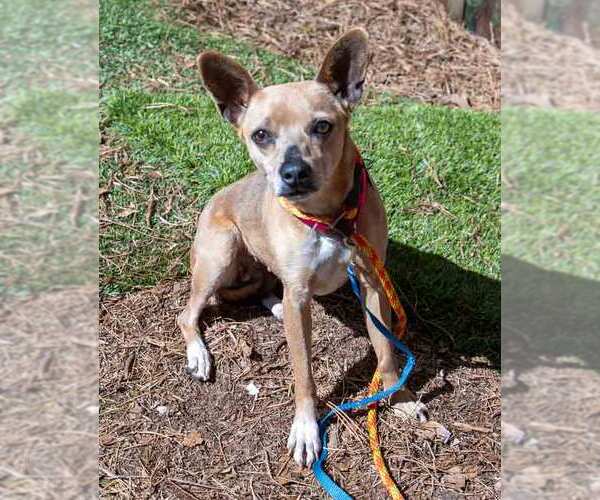 Medium Photo #2 Chihuahua-Unknown Mix Puppy For Sale in Kennesaw, GA, USA