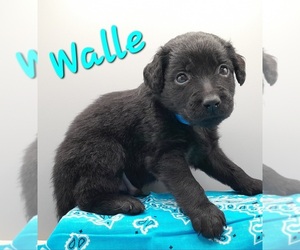 Golden Retriever-Goldendoodle Mix Puppy for sale in MILLVILLE, MN, USA