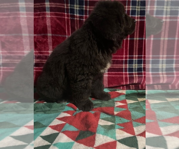 Medium Photo #5 Newfoundland Puppy For Sale in AURORA, IN, USA