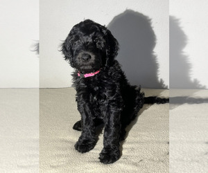 Goldendoodle Puppy for sale in GIG HARBOR, WA, USA