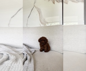Poodle (Toy) Puppy for sale in PORTLAND, OR, USA