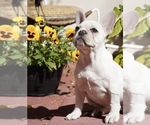 Puppy 3 French Bulldog