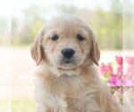 Image preview for Ad Listing. Nickname: Meadow