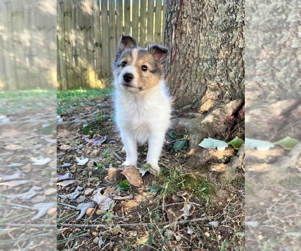 Medium Photo #1 Shetland Sheepdog Puppy For Sale in KINGSPORT, TN, USA
