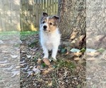 Aspen - Male Shetland Sheepdog Puppy for Sale - Small photo