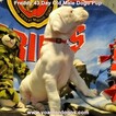 Small Photo #272 Dogo Argentino Puppy For Sale in PINEVILLE, MO, USA