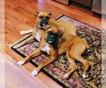 Small Photo #2 Boxer Puppy For Sale in Monkton, MD, USA