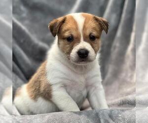 Colonial Cocker Spaniel-Unknown Mix Dogs for adoption in San Diego, CA, USA