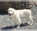 Small Photo #1 Goldendoodle Puppy For Sale in DUNDEE, OH, USA
