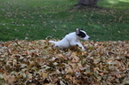 Small Photo #2 Jack Russell Terrier Puppy For Sale in AMMON, ID, USA