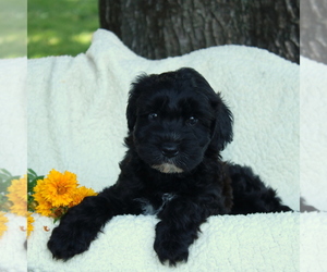 Poodle (Miniature)-Whoodle Mix Puppy for sale in GAP, PA, USA