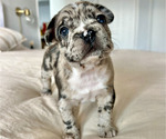 Puppy Leo French Bulldog