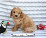 Image preview for Ad Listing. Nickname: Baxter