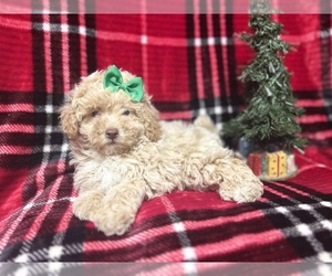 Bichpoo Puppy for sale in LAKELAND, FL, USA