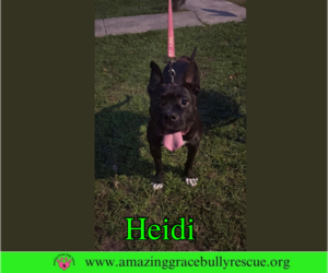 Heidi - Female American Bulldog-Unknown Mix Dog for Adoption - Photo #4