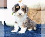 Small #2 Bernedoodle (Miniature)