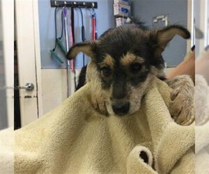 Mutt Dogs for adoption in Riverside, CA, USA