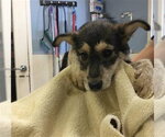 MCQUEEN - Female Mutt Dog for Adoption - Small photo