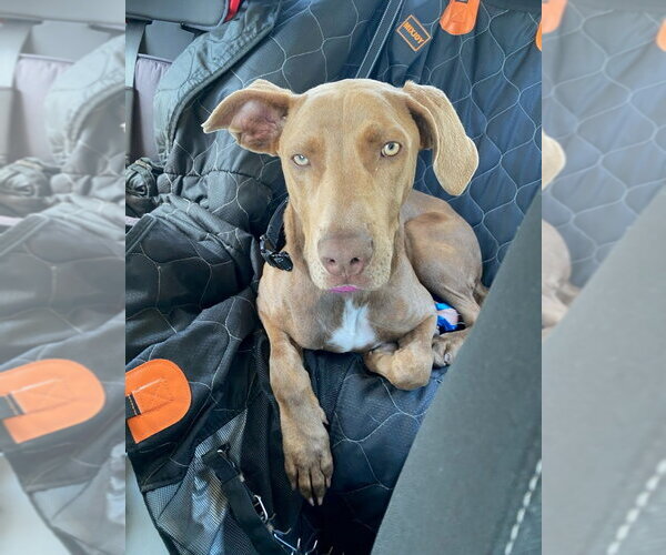 Medium Photo #11 American Staffordshire Terrier-Weimaraner Mix Puppy For Sale in Lake Forest, CA, USA