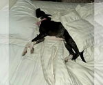 Small #18 American Pit Bull Terrier-Labrador Retriever Mix