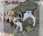 Small #1 Dachshund