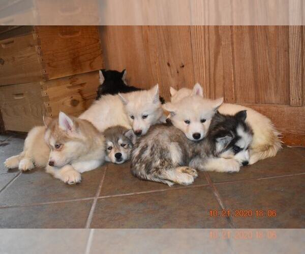 Medium Photo #22 Siberian Husky Puppy For Sale in DINWIDDIE, VA, USA